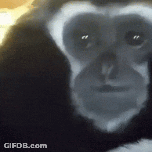 Close Up Chimpanzee Face GIF