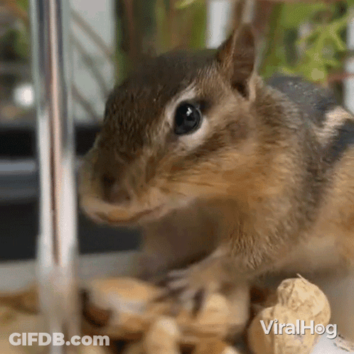 Close Up Chipmunk Eating Peanuts In Cage GIF