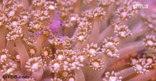 Close Up Coral With Netflix Logo GIF