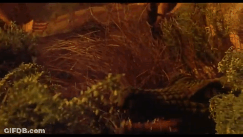 Close Up Crocodile Head With Mouth Open GIF