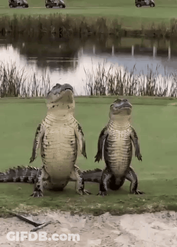 Close Up Crocodile Mouth Showing Teeth GIF