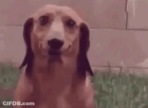 Close Up Dachshund Sitting On Grass GIF