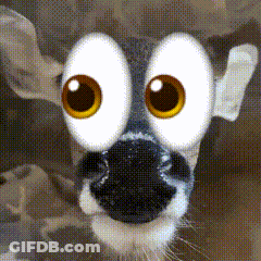 Close Up Deer Face With Big Eyes GIF