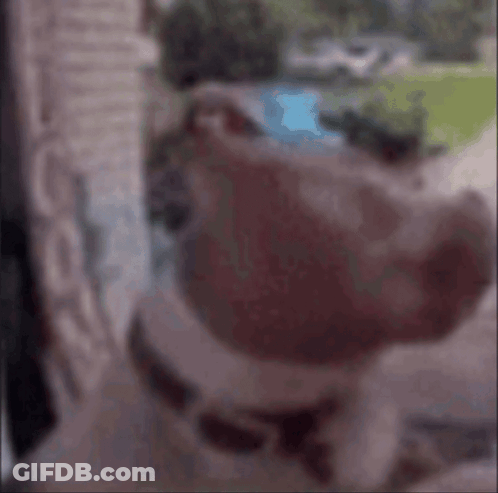 Close Up Dog Face GIF
