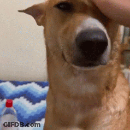 Close-Up Dog Face Being Petted GIF