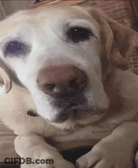 Close Up Dog Face Brick Wall GIF