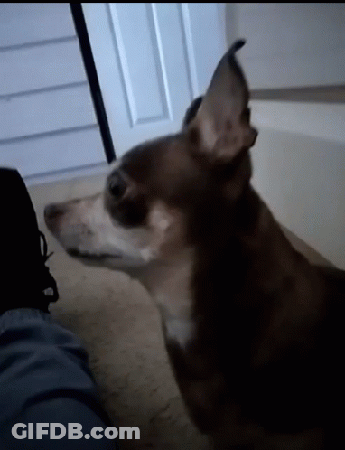 Close Up Dog Face GIF