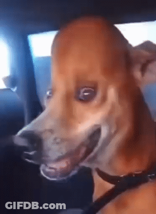 Close Up Dog Face In Car GIF