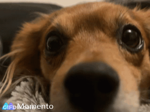 Close Up Dog Face Momento GIF
