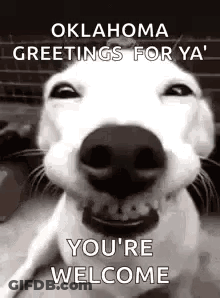 Close Up Dog Face Saying Greetings For Ya GIF