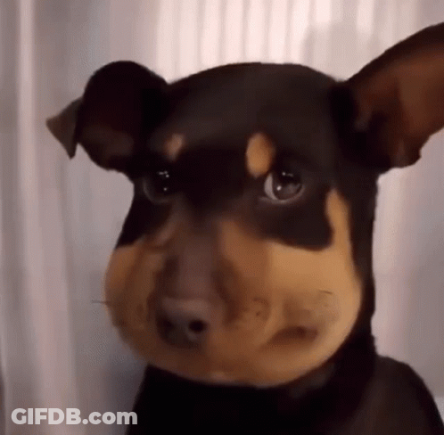 Close Up Dog Face With Beehive GIF