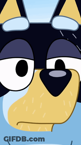 Close Up Dog Face With Blue Background GIF