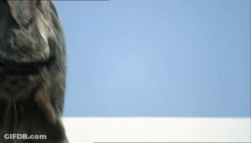 Close Up Dog Face With Blue Sky GIF