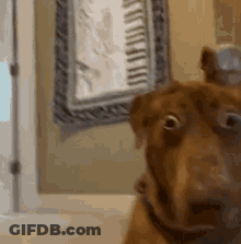 Close Up Dog Face With Clock GIF