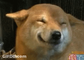 Close Up Dog Face With Gifbin Logo GIF