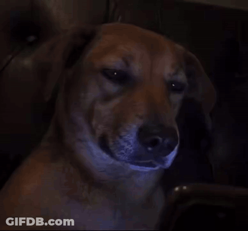 Close Up Dog Face With Mouth Open GIF
