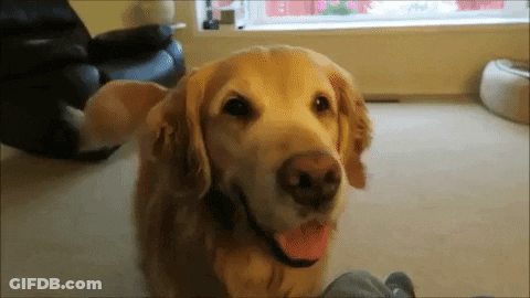 Close Up Dog Face With Tongue Hanging Out GIF
