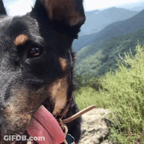 Close Up Dog Face With Tongue Out GIF