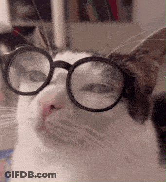Close Up Dog Face With Triggered Background GIF