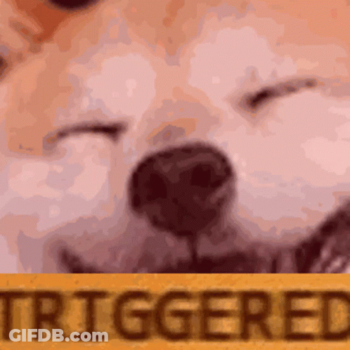 Close Up Dog Face With Triggered Background GIF