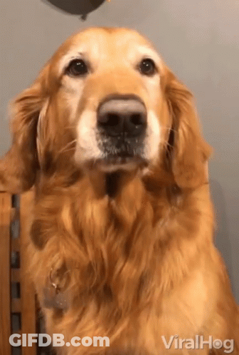 Close Up Dog Face With Viralhog GIF