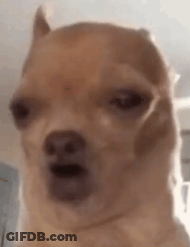 Close-Up Dog Funny Face Mouth Open GIF