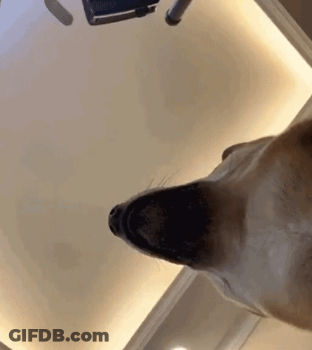 Close Up Dog Head Looking Up GIF