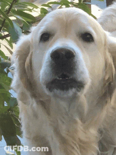 Close Up Dog Looking At Camera GIF