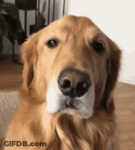 Close Up Dog Looking At Camera GIF