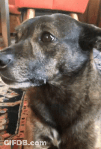 Close-Up Dog Looking At Camera With Red Chair GIF