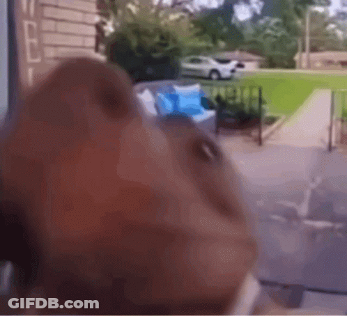 Close Up Dog Looking Out Window GIF