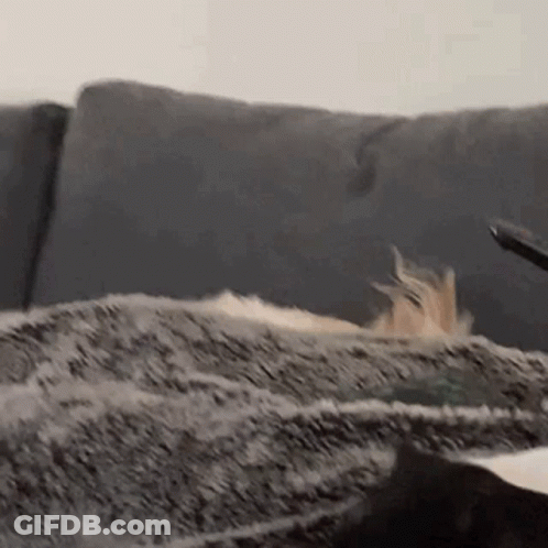 Close Up Dog Lying On Couch Head On Blanket GIF