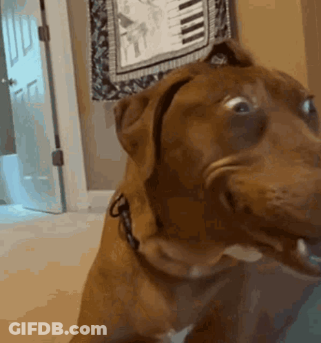 Close Up Dog Making Funny Face In Front Of Piano GIF