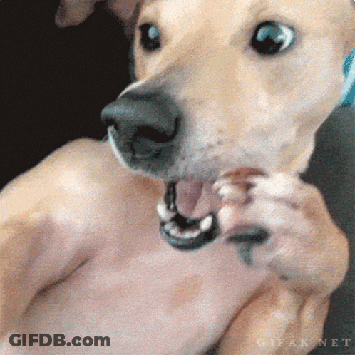Close Up Dog Mouth Gipaknet GIF