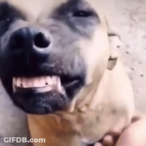 Close Up Dog Mouth Open Teeth Showing GIF