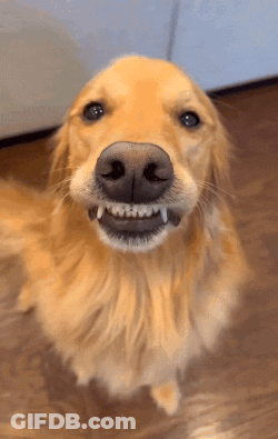 Close Up Dog Mouth With Teeth Showing GIF