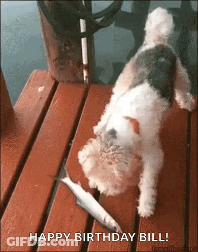 Close Up Dog Nose Blurred Background GIF