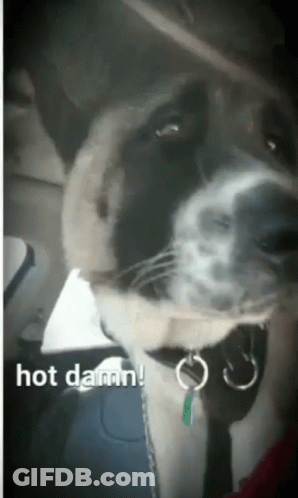 Close Up Dog Saying Hot Damn GIF