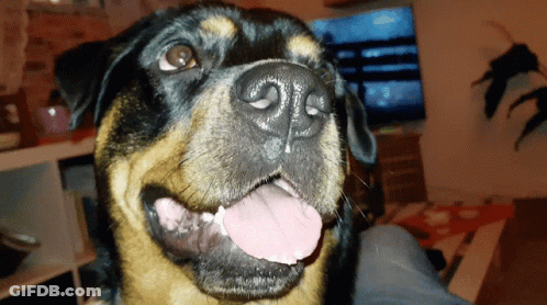 Close Up Dog Tongue Hanging Out GIF