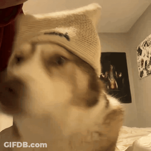 Close Up Dog Wearing Abercrombie & Fitch Hat GIF