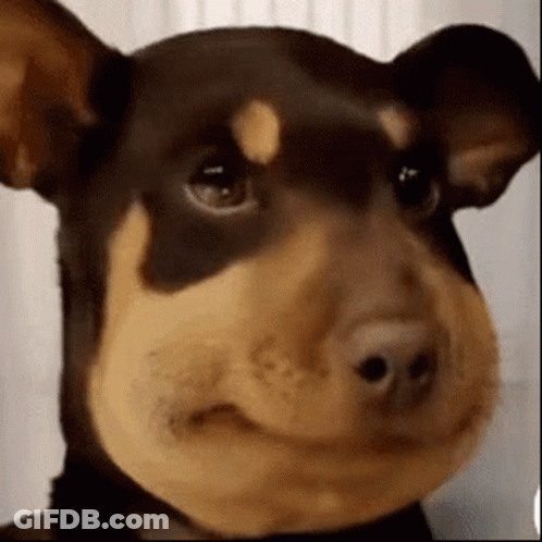 Close Up Dog With Beehive On Face GIF