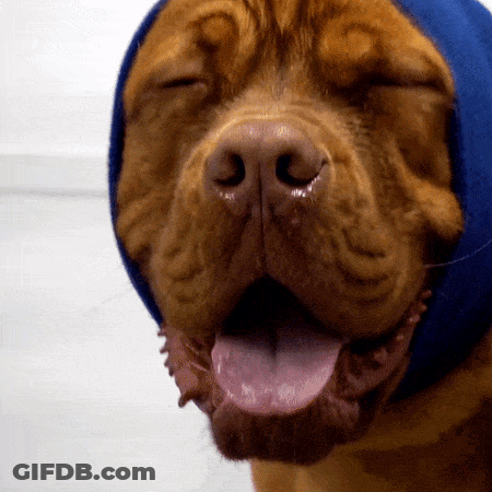 Close Up Dog With Eyes Closed And Tongue Out GIF