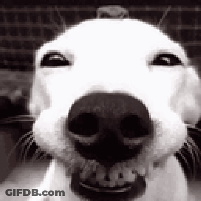 Close Up Dog With Mouth Open And Hat GIF