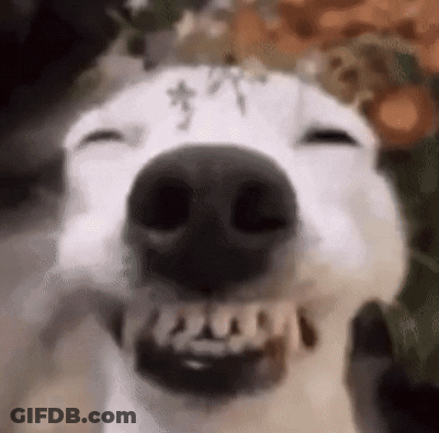 Close Up Dog With Mouth Open And Teeth GIF