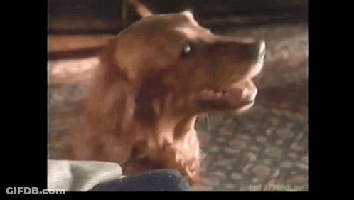 Close Up Dog With Mouth Open GIF