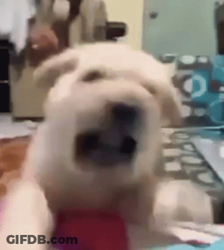 Close Up Dog With Mouth Open Looking At Camera GIF