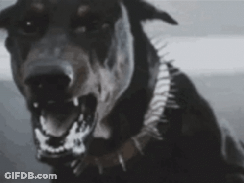 Close Up Dog With Mouth Open Showing Teeth GIF