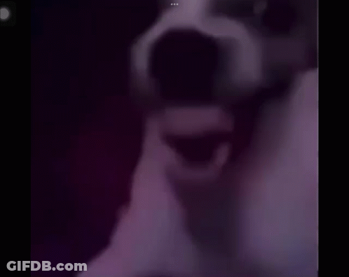 Close Up Dog With Open Mouth GIF