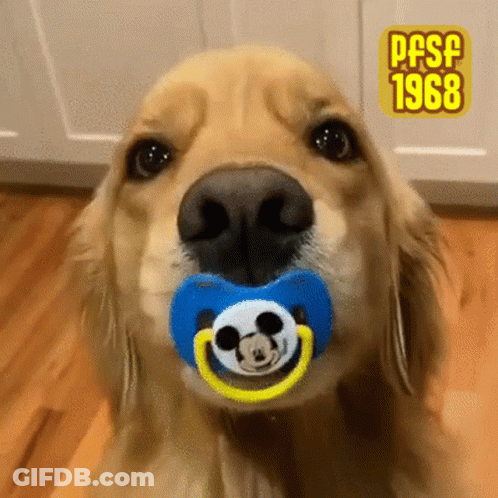 Close Up Dog With Pacifier 1968 GIF