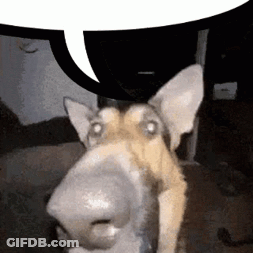 Close Up Dog With Speech Bubble GIF